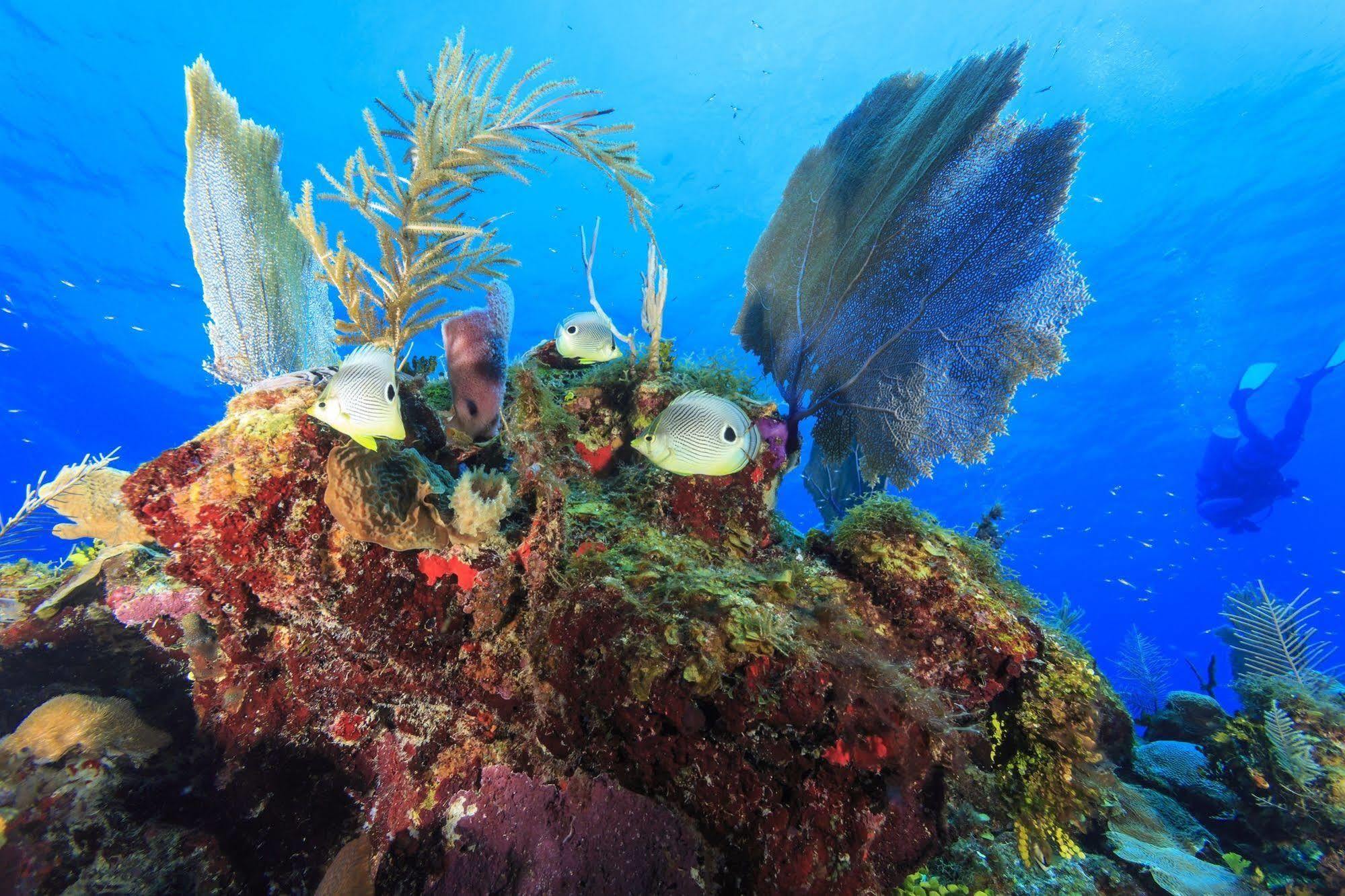 St. George'S Caye Resort 伯利兹城 外观 照片